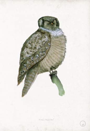 Northern Hawk Owl art print by Tony Fernandes